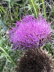 Cirsium drummondii