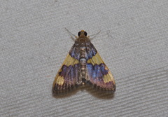 Rehimena phrynealis