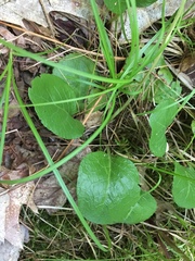 Pyrola asarifolia