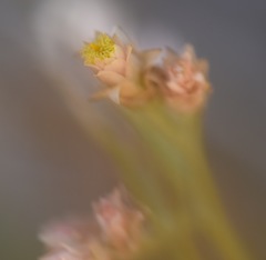 Pseudognaphalium ramosissimum