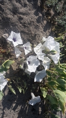 Exodeconus maritimus