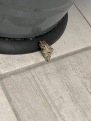 Polyphaenis sericata