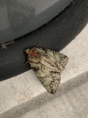 Polyphaenis sericata