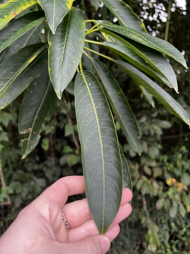 Sapium glandulosum - Whole tree
