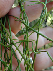 Cassytha paniculata