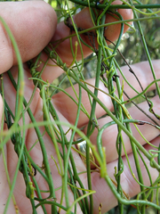 Cassytha paniculata