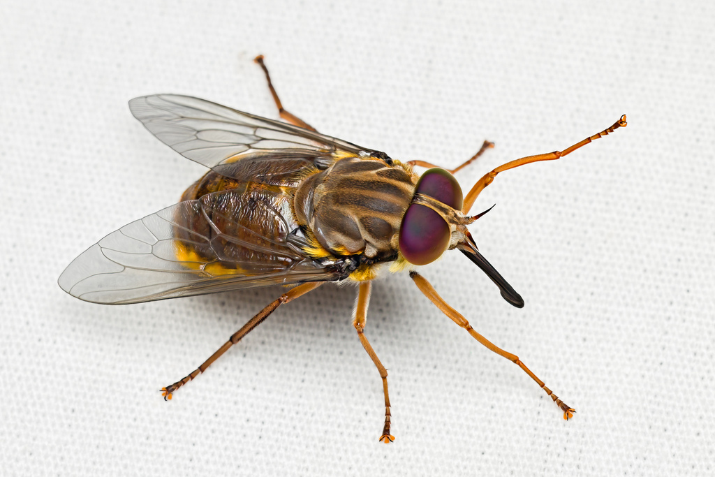 Copidapha vicina