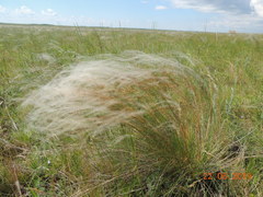 Stipa zalesskyi