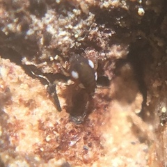 Sminthurinus quadrimaculatus