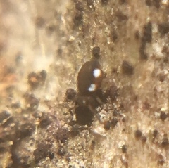 Sminthurinus quadrimaculatus