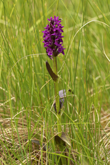 Dactylorhiza incarnata cruenta