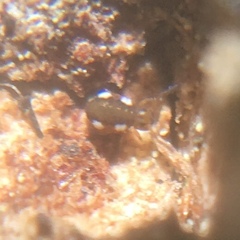 Sminthurinus quadrimaculatus