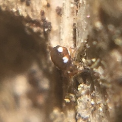 Sminthurinus quadrimaculatus