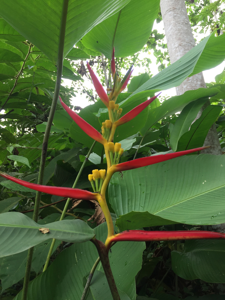 Heliconia velutina