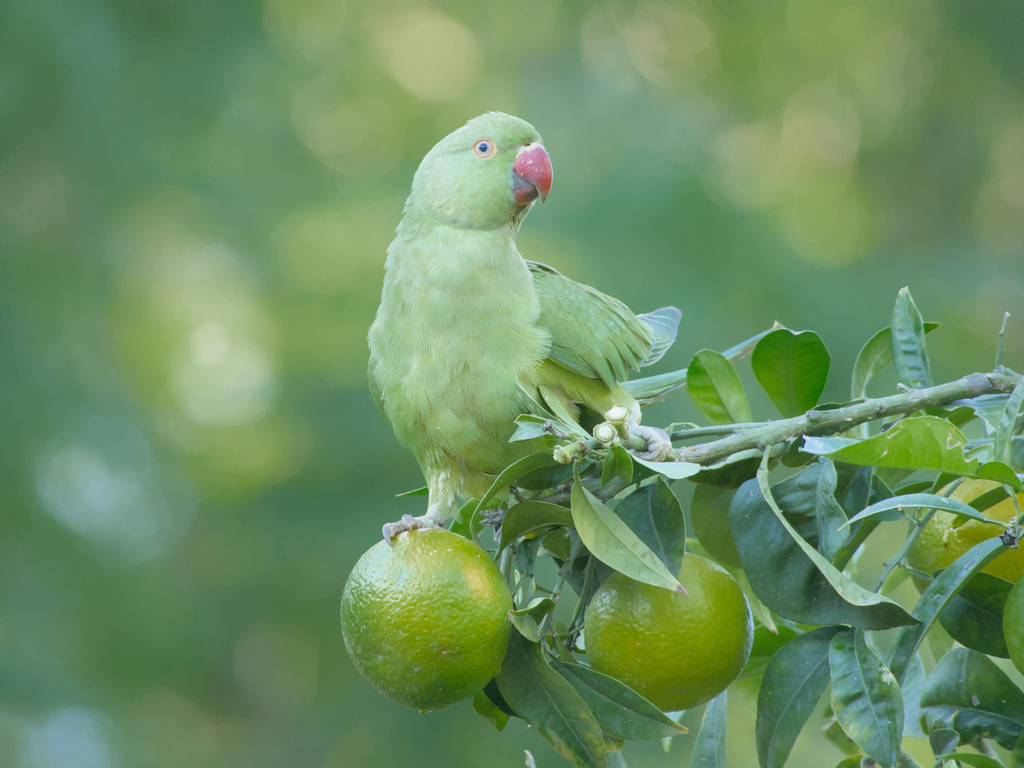Foto de Rose-ringed Parakeet