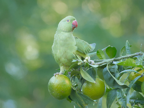 Foto de Rose-ringed Parakeet