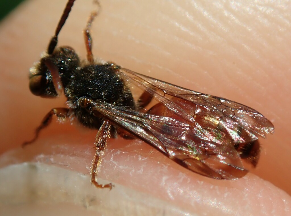 Nomada rubiginosa
