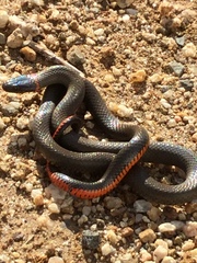 Diadophis punctatus similis