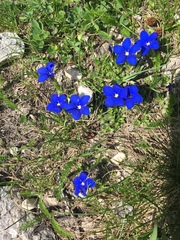Gentiana brachyphylla brachyphylla