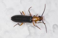 Xanthochroina bicolor