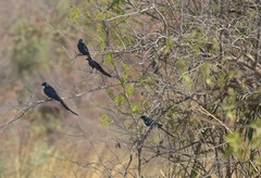 Lamprotornis caudatus