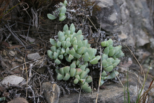 Petit Oscularia 3