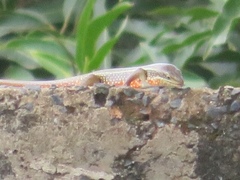 Trachylepis perrotetii