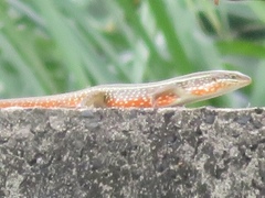 Trachylepis perrotetii