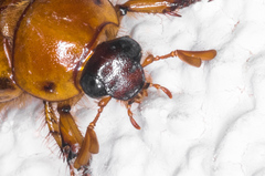 Cyclocephala pasadenae