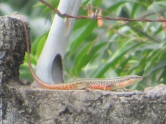 Trachylepis perrotetii