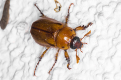 Cyclocephala pasadenae