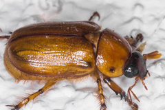 Cyclocephala pasadenae