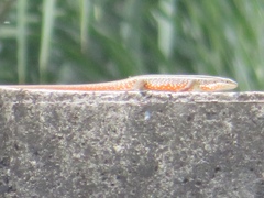 Trachylepis perrotetii