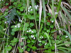 Jovellana repens