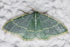 Chlorochlamys appellaria