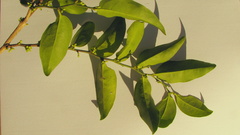 Schoepfia brasiliensis