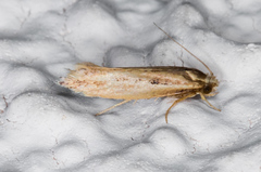 Ypsolopha sp-sw