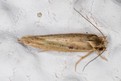 Ypsolopha sp-sw