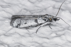 Laetilia dilatifasciella