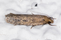 Ypsolopha sp-sw