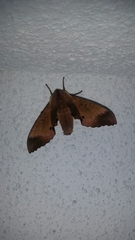 Marumba echephron