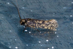 Haplotinea insectella