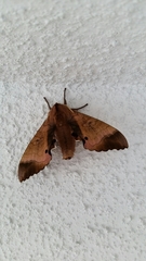 Marumba