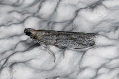 Laetilia dilatifasciella