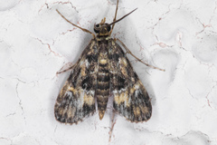 Elophila occidentalis