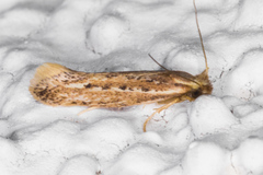Ypsolopha sp-sw