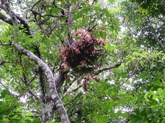 Pan troglodytes verus