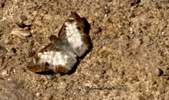 Antigonus emorsa