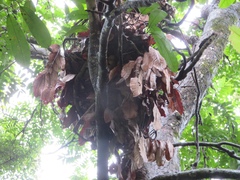 Pan troglodytes verus