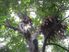 Pan troglodytes verus